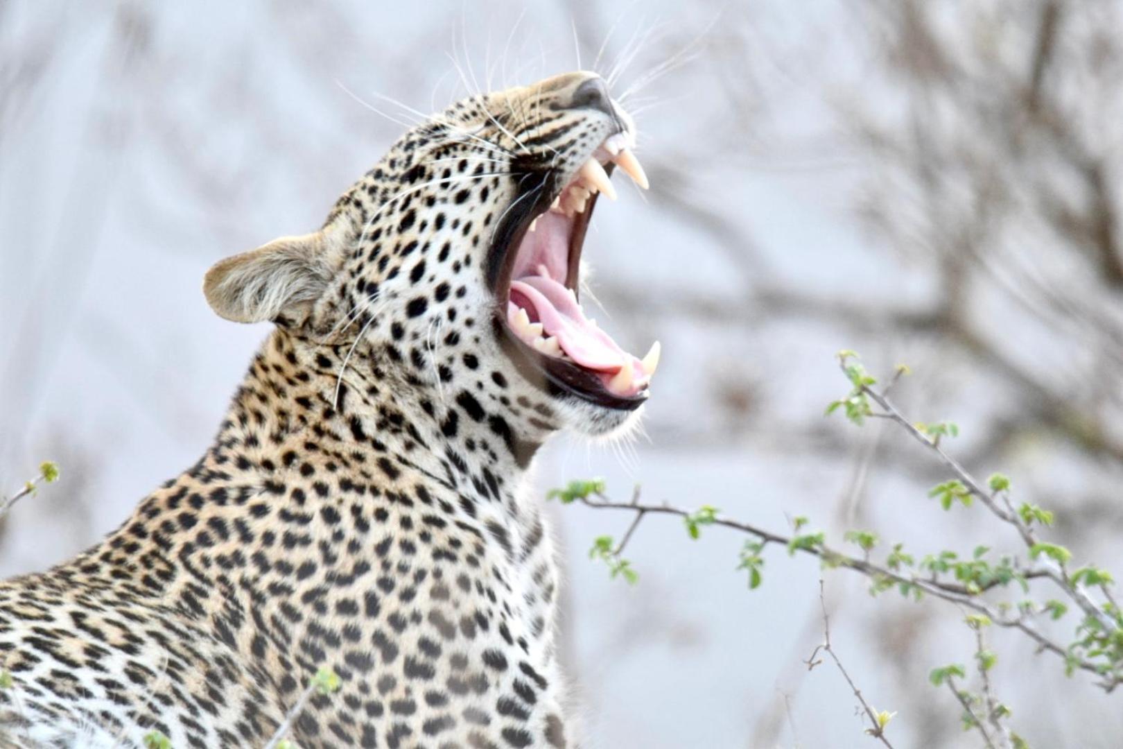 Chobe House Villa And Chalets Kasane Bagian luar foto